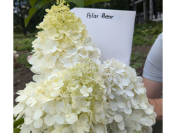 Гортензия метельчатая Полар Билар