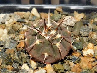 Gymnocalycium riojense VG-671 (D=25-30 mm)