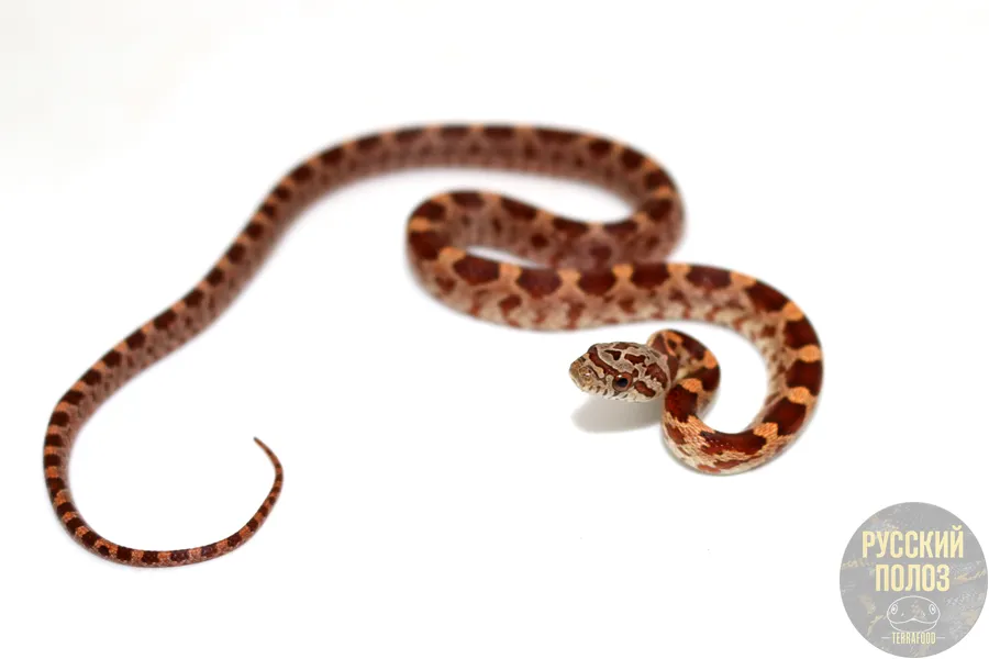 Крысиный полоз, Pantherophis obsoletus