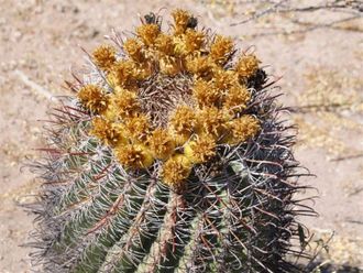 Ferocactus townsendianus - 5 семян