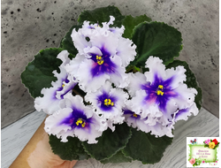 Dn-Рiздво (Д. Денисенко) 2019