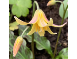Erythronium h. Joanna