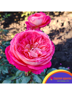 Куин оф Хартс (Queen of Hearts)