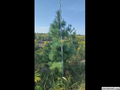 Сосна Гималайская - Pinus Wallichiana