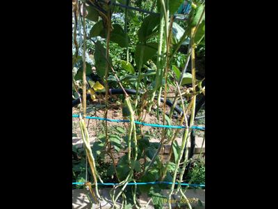 Вигна Ред Сид (Красносеменная)