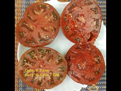 Томат Гари о Сена (Gary'O Sena)