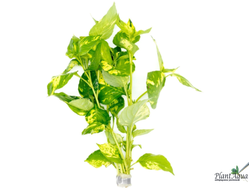 Hygrophila angustifolia