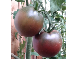 Семена томата Ниагус