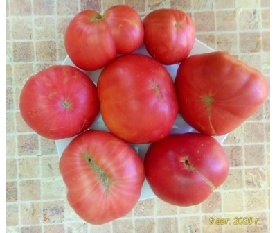 Томат Толстяк из Патонеса (Gordo de Patones)