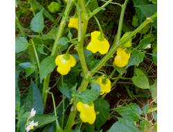 Перец острый Aji White Fantasy