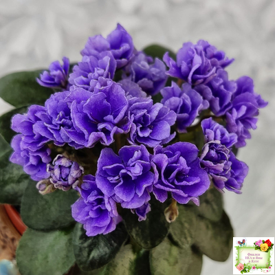 Blue Scoundrel micromini (P.Sorano/LLG) (Блю Ска́ндрел) микроминиатюра