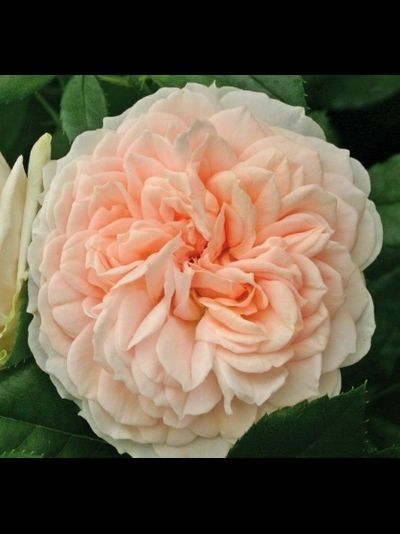 Гарден оф Роузес (Garden of Roses)