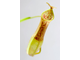 Непентес Евстахья х Грацили | Nepenthes eustachya x gracilis