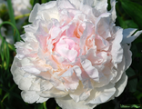Paeonia Marilla Beauty