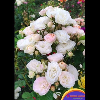 Букет Парфе (Bouquet Parfait)