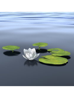 водные Кувшинка-02