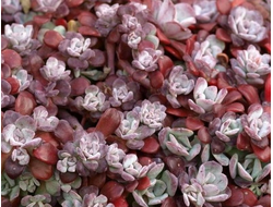 Седум Пурпуреум - Sedum Purpureum, Sedum spathulifolium Purpureum, Седум лопатчатолистный пурпурный