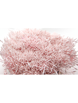 Тычинки тонкие  около 400 нитей , двусторонние , нежно-розовый