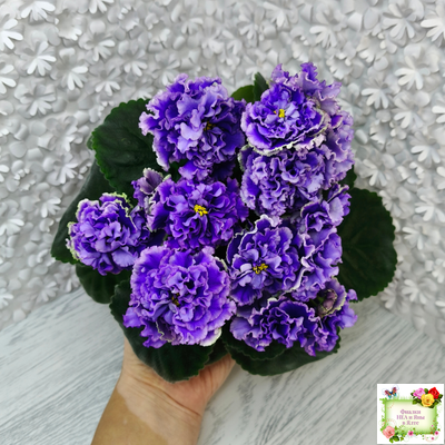 РМ-Синий Бриллиант (Н. Скорнякова) 2023 г. (лист укоренённый)