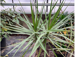 Драцена Окаймлённая