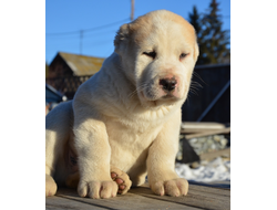 Кобель 2. ЖАНСАЙ. ПРОДАН Свердловская область