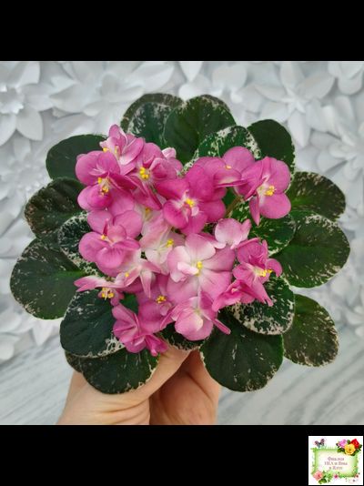 ML-Мама Ирочка (Miniviolets Lux) 2023 г.