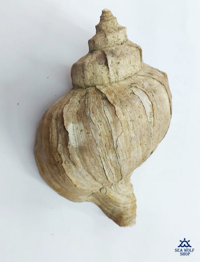 Раковина Рапаны сувенир морская ракушка