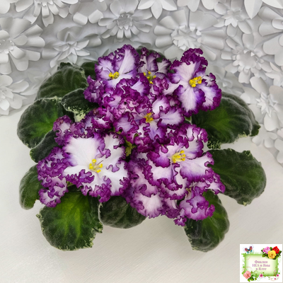 АВ-Навсегда (Фиалковод) 2021 г. (лист посажен 03.11.25)