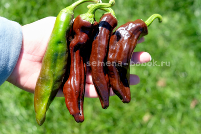 Перец острый Ethiopian Brown, 10 шт