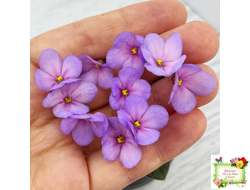 Frosted Fantasy спорт трейлер