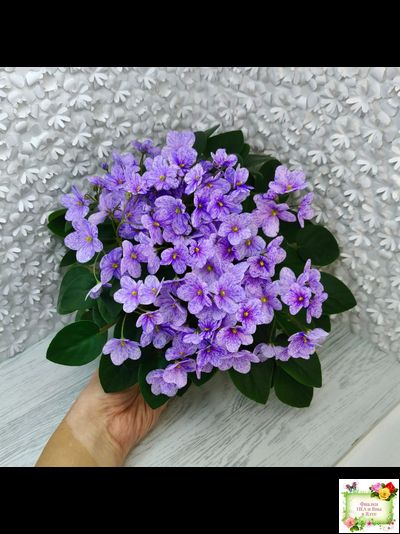 ГЕА-Весёлый Клоун (Е. Галицкая) 2024 г. трейлер