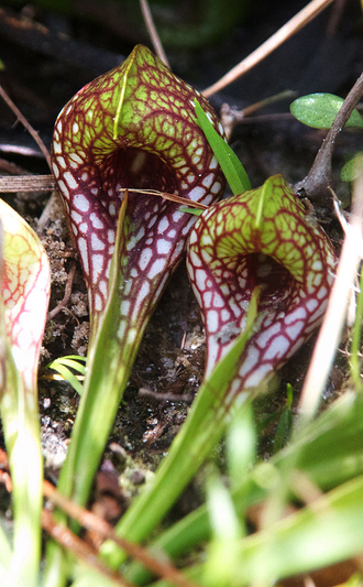 Sarracenia Psittacina | Саррацения Попугайная