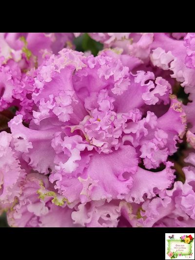 НД-Розовая Скумпия (Н. Данилова-Суворова) 2022 г.