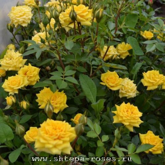 Зонненкинд