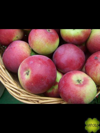 Яблоня "ОРЛИК" (компактная, урожайная, очень сочная) Саженец 3 года