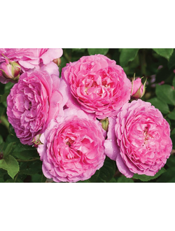 Съедобные розы