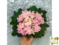 АВ-Златые Горы (Фиалковод) 2021 г.