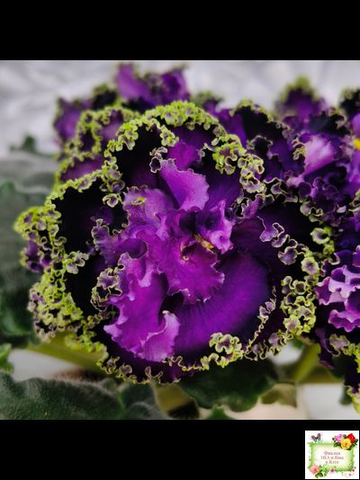 АВ-Гром и Молнии (Фиалковод) 2019 г.