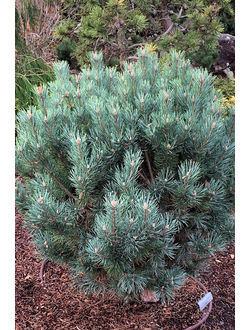 Сосна обыкновенная Watereri