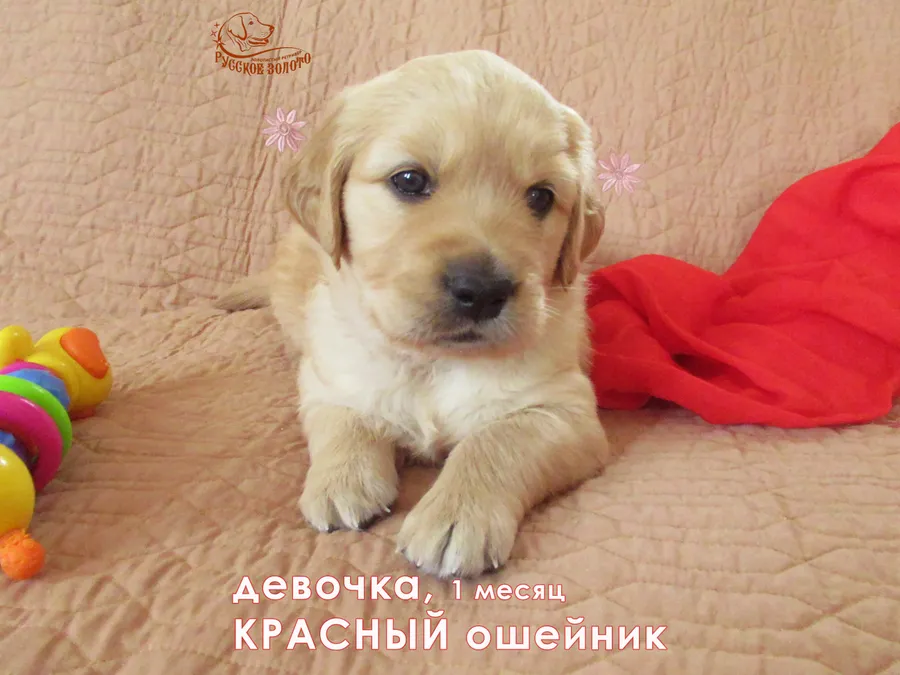 1 месяц. Девочка с КРАСНЫМ ошейничком