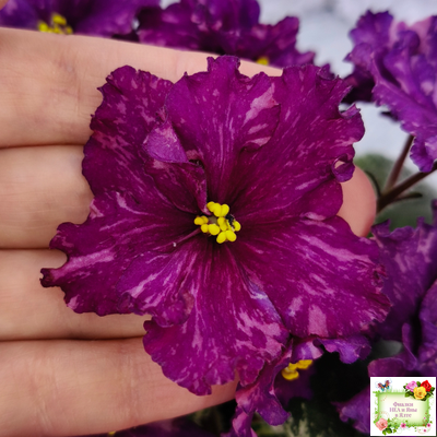 РМ-Финикийская Принцесса (Н. Скорнякова) 2023 г.