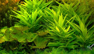 Лимонник стрикта (пучок)