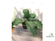 Ficus lutea / фикус Лютея