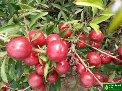 СВГ "Гайовата"