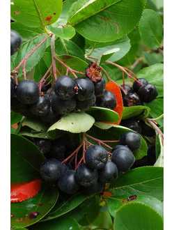 Арония черноплодная Хьюджин