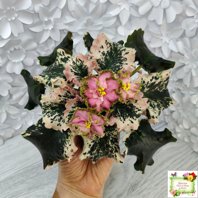 МТ-Пески Времени (М. Тотиева) 2022 г.