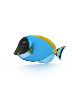 Рыбы, моллюски