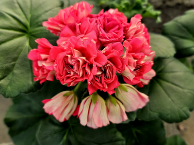 Пеларгония ИВ-Розы в Серебре