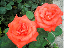 Сателлит (satellite)   Ч/Г, Delbard