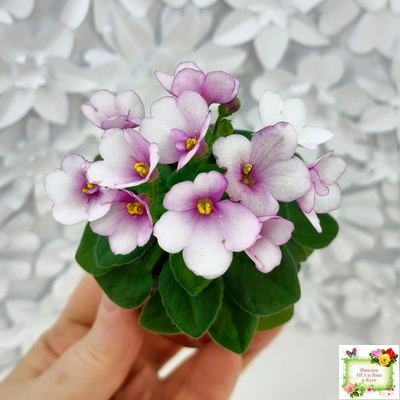 ЛЕ-Колибри (Е. Лебецкая) (3 листа посажены в 1 стак. 20.10.25)